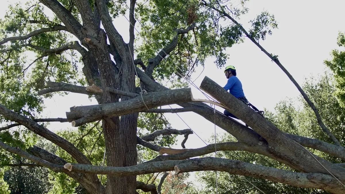 Professional Hazardous Tree Removal performed by certified arborists in Monarch
