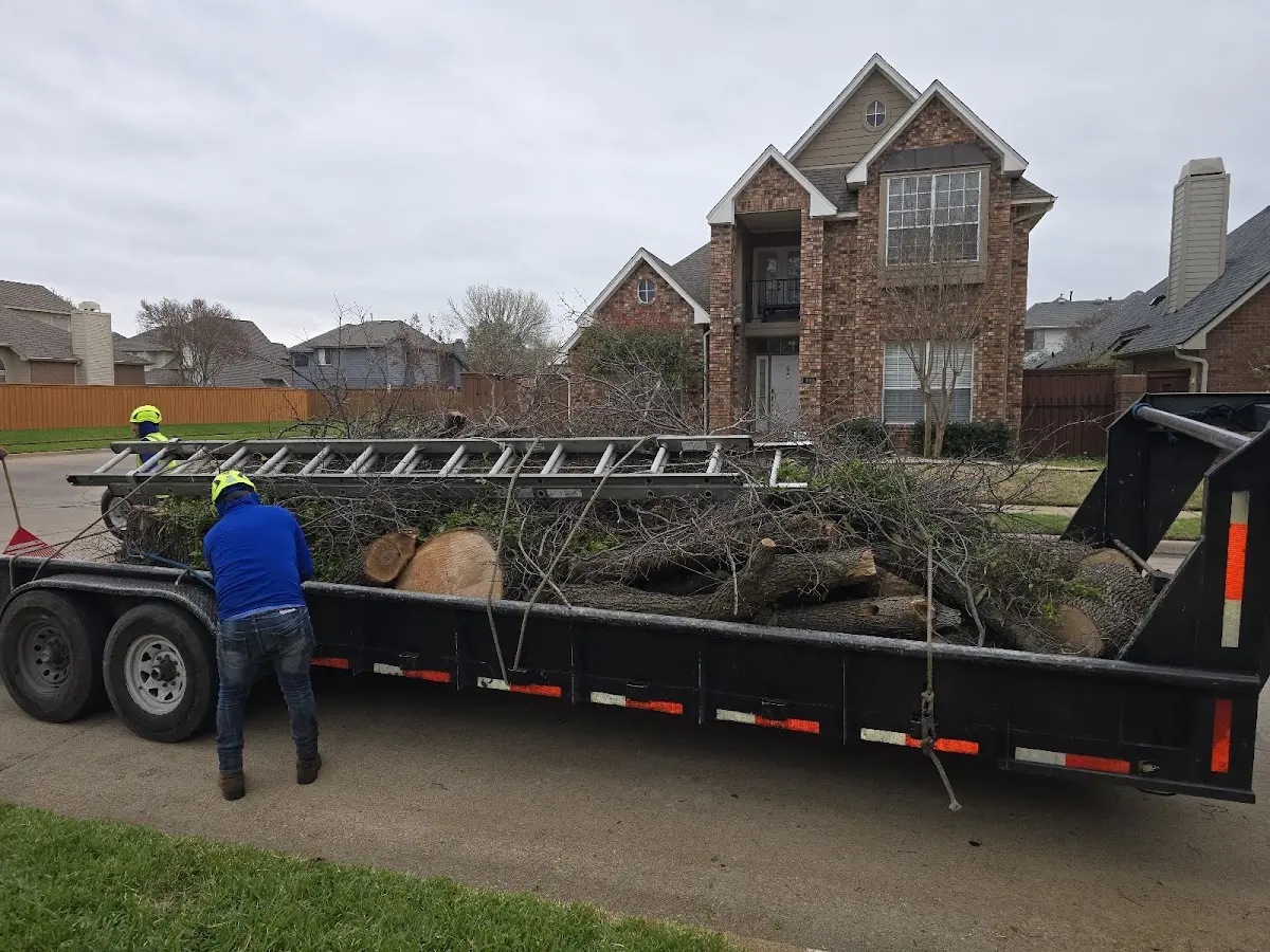 Expert Tree Pest Control with proper safety equipment in Monarch